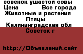 совенок ушастой совы › Цена ­ 5 000 - Все города Животные и растения » Птицы   . Калининградская обл.,Советск г.